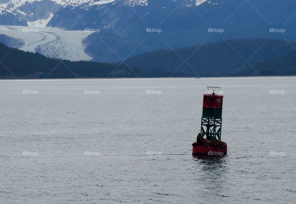 Seals on a buoy off coast of Alaska