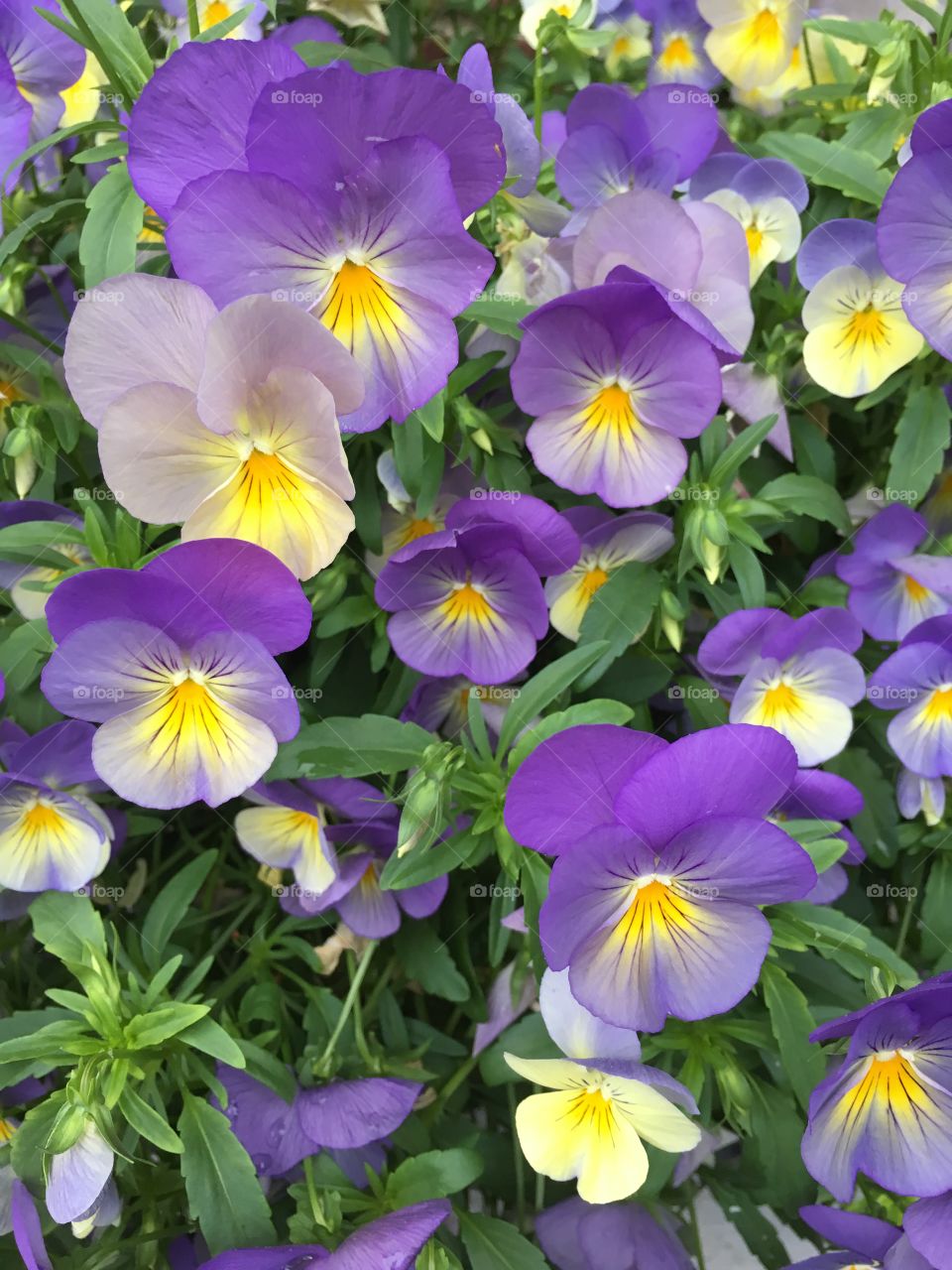 Pansies