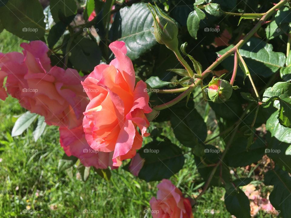 Summer rose between bud and blooming 