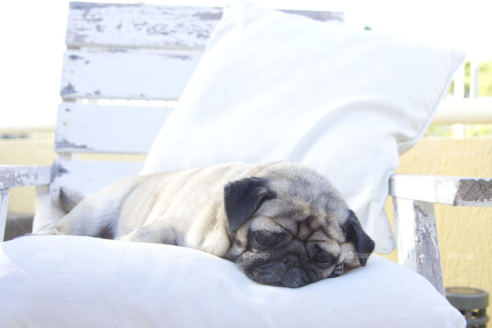 Pug sleeping 