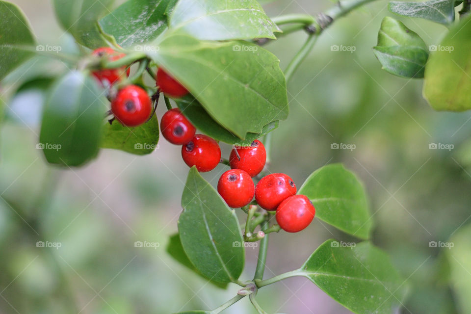 Growing berries