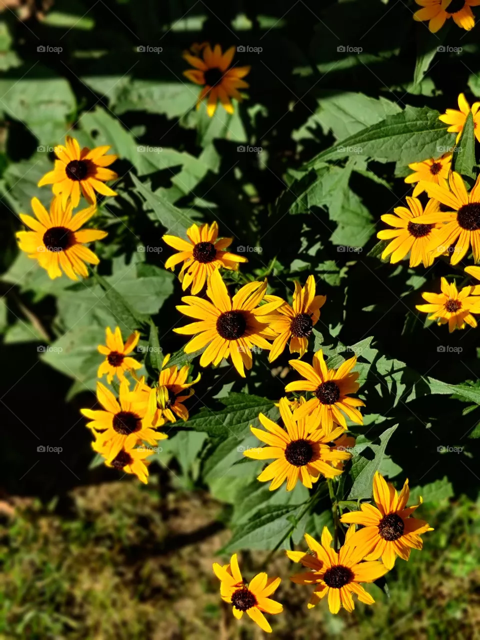 Black eyed susans in the evening sunlight