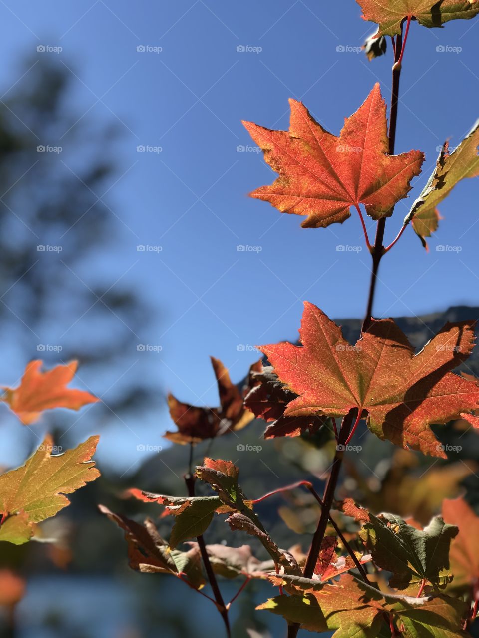 The changing of leaves from green to yellow to fiery orange cast against a blue and cloudless sky in fall. 