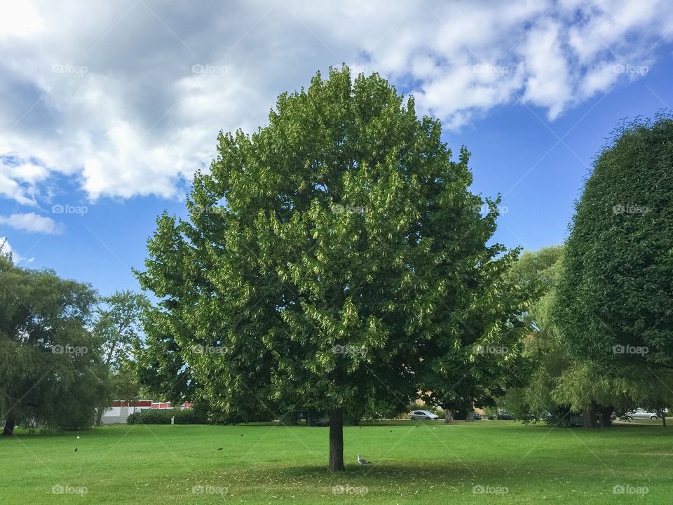 The perfect tree in Malmö