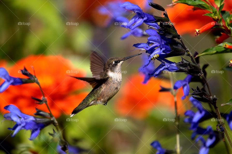 hummingbird in flight