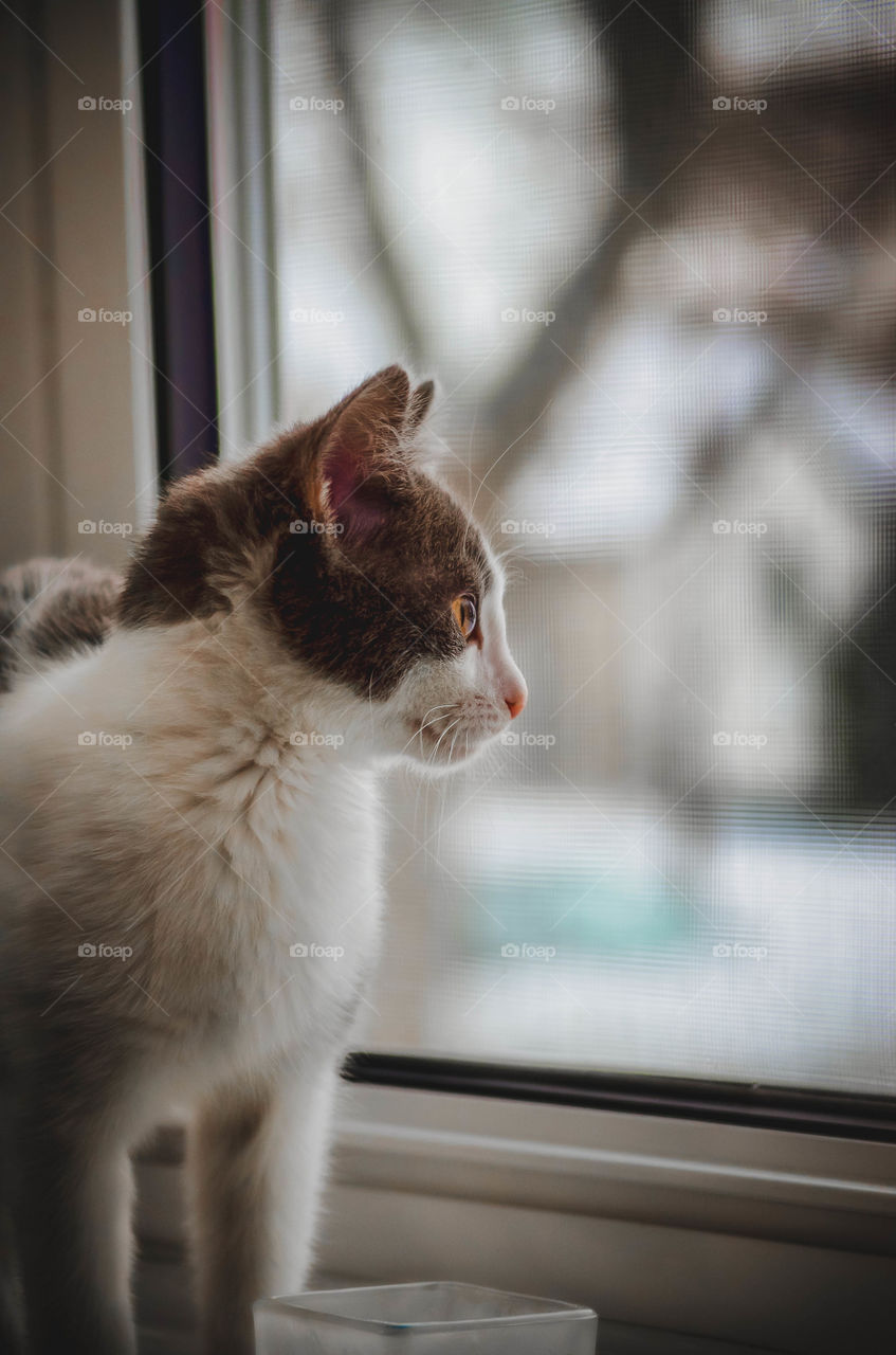 Cat sitting by window
