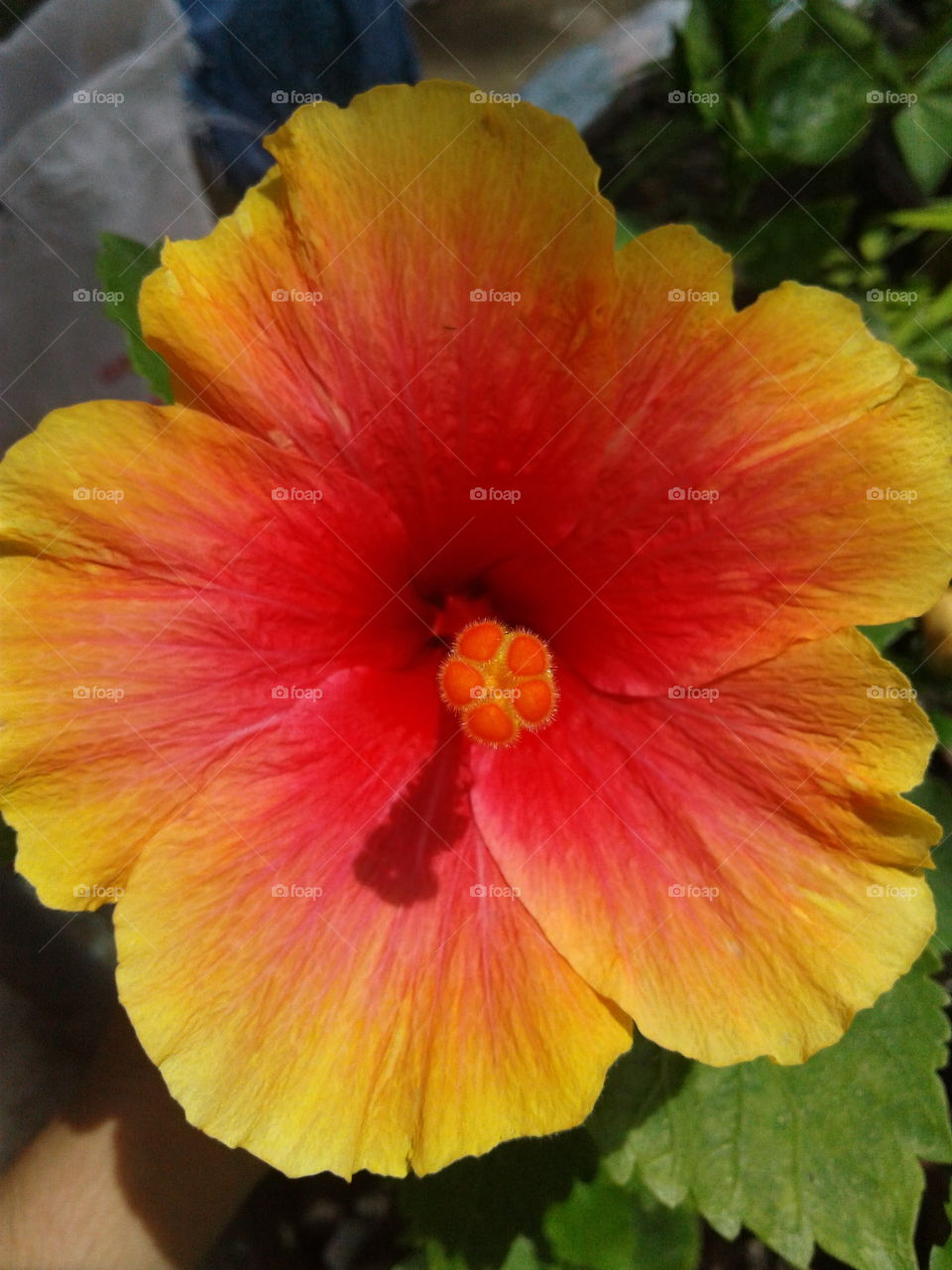 colorful gumamela flower