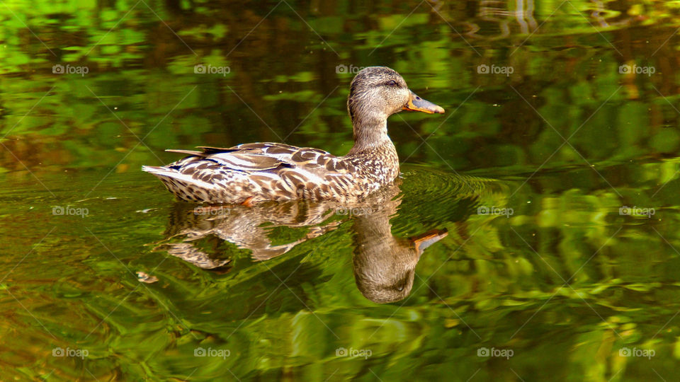 River Duck