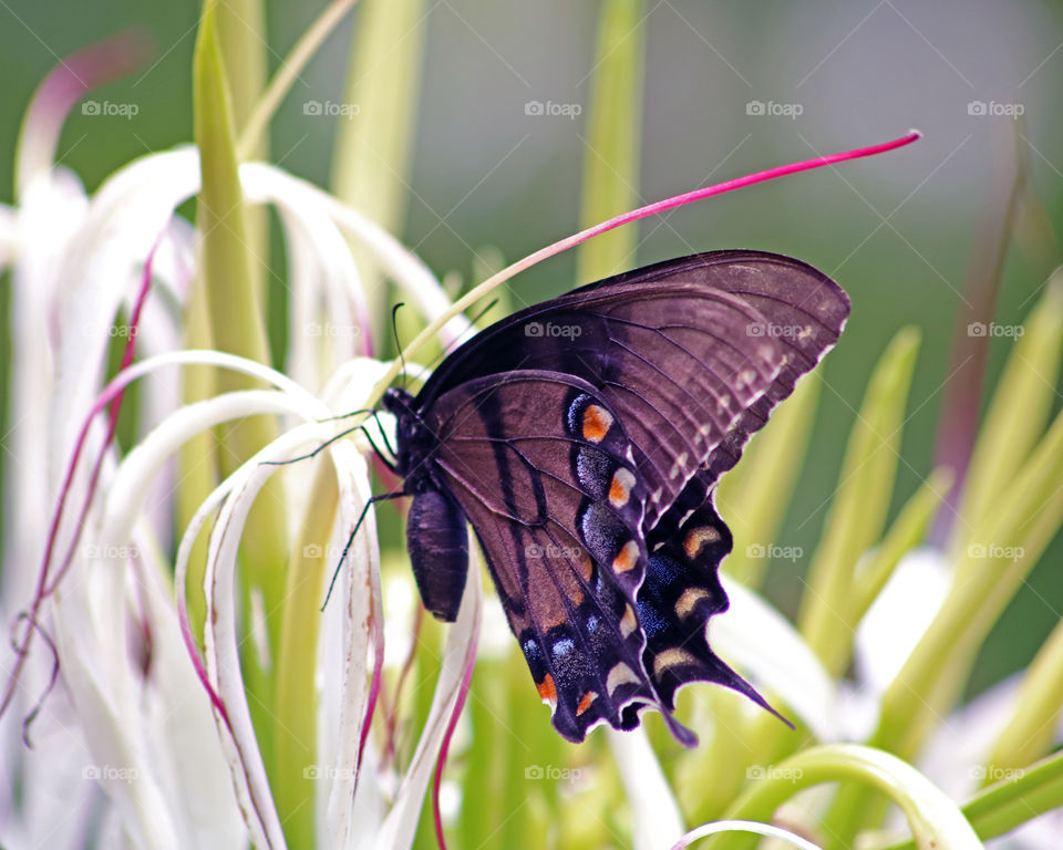 Swallowtail butterfly on white flowers