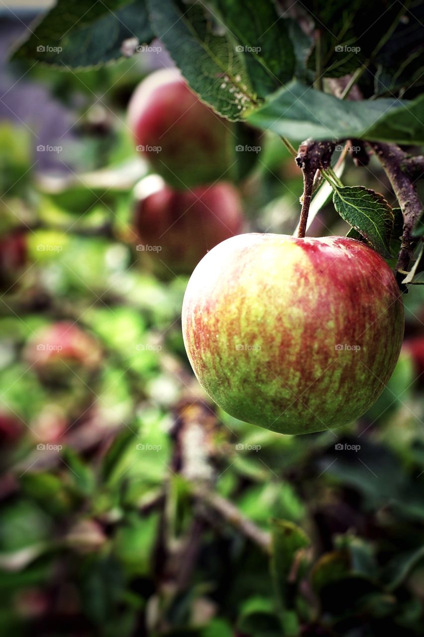 Ripe apples hanging from a tree.