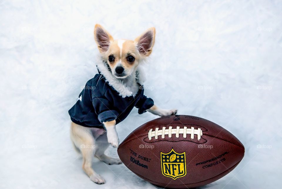 Puppy on soccer ball