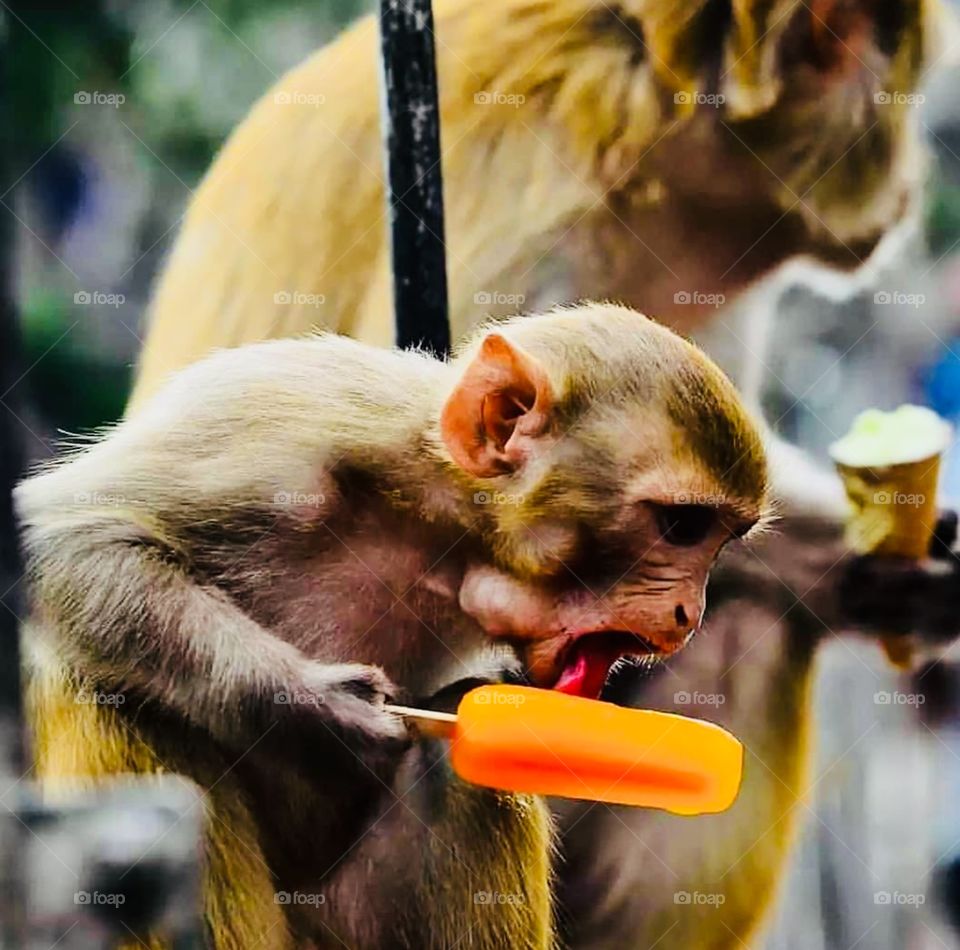 Monkey Eating Icecream 