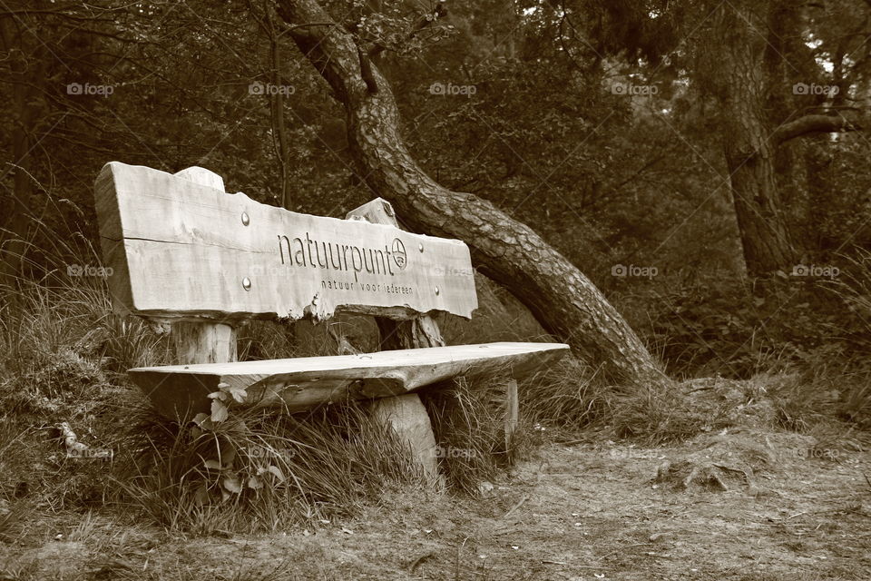 bench in nature