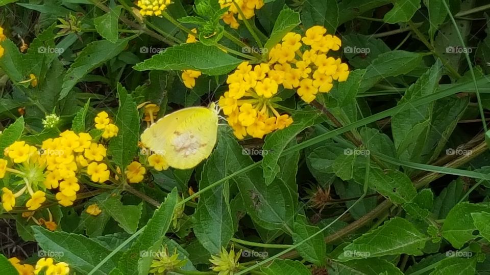 Yellow with Lantana