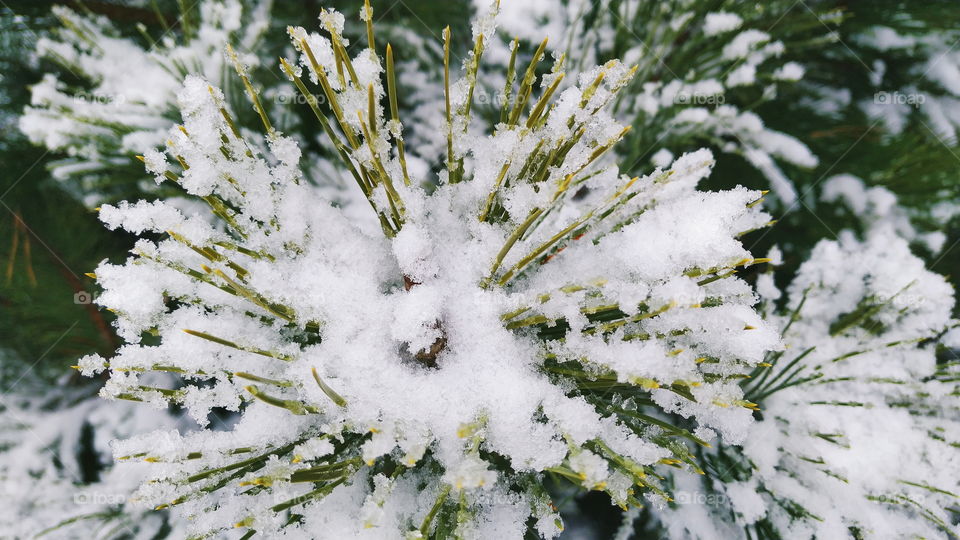 snow lies on pine branches