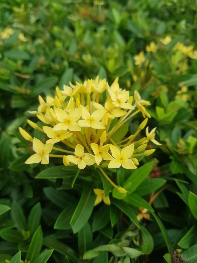 flowers in winter