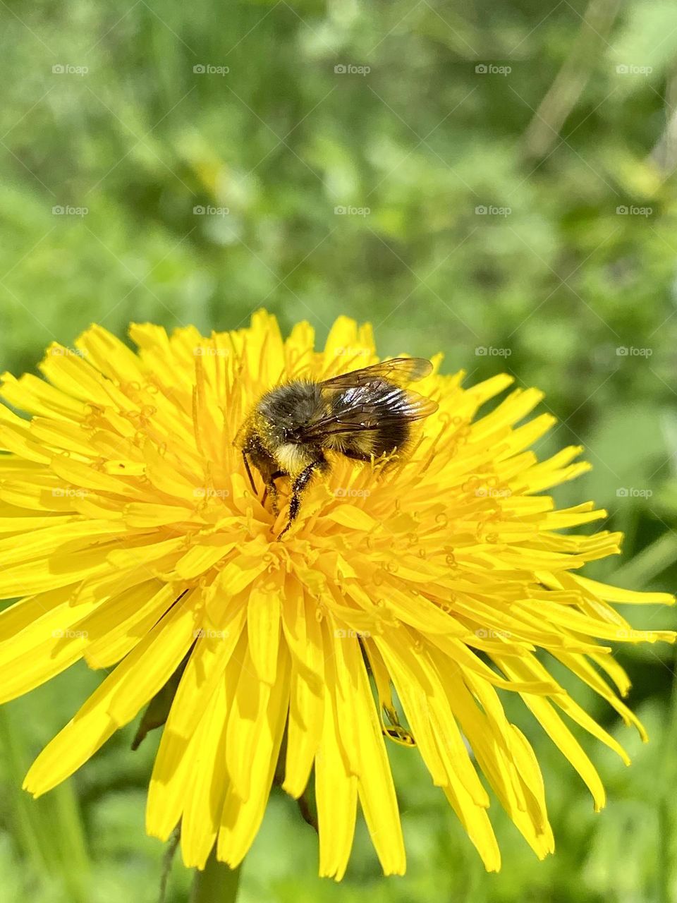Spring bee