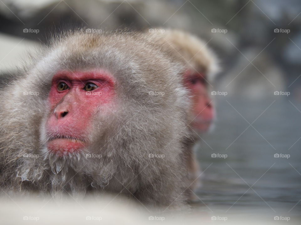Snow monkey