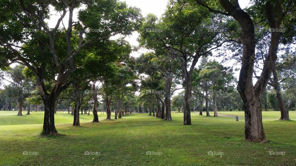 Tree Tunnel. A tunnel of trees in one of Hawaii's beautiful golf courses.