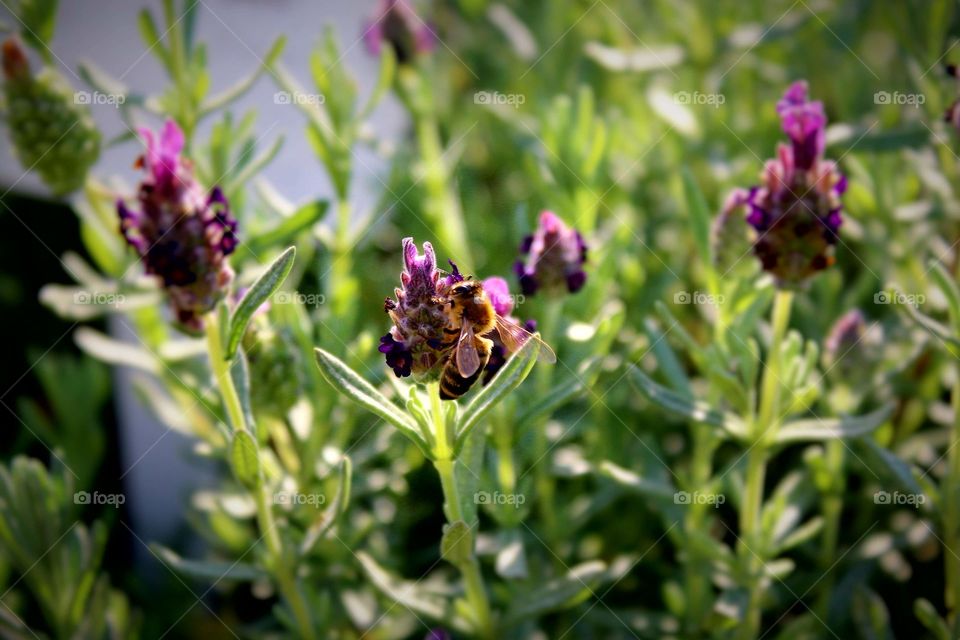 drinking Bee