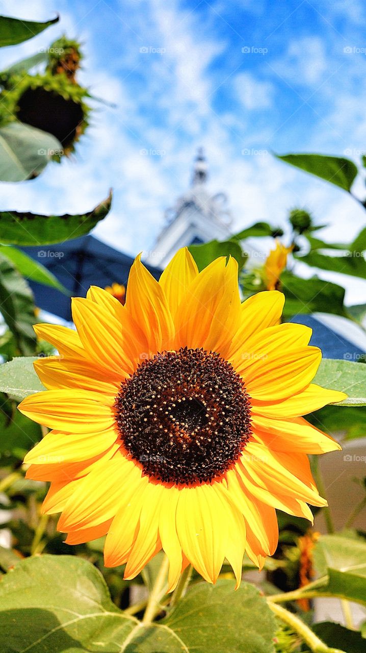 Sunflower Boucherville Québec 