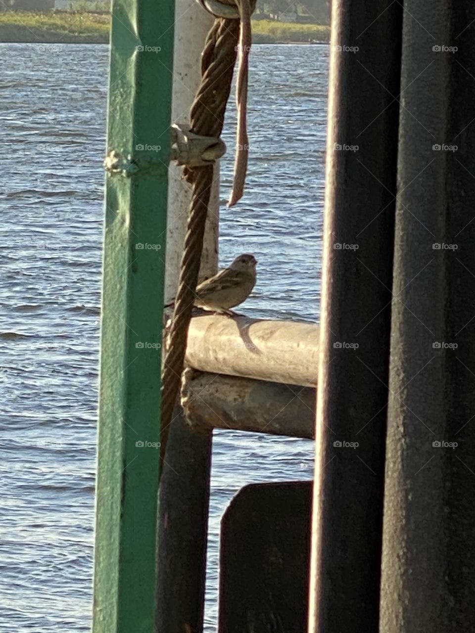 A bird is standing on a boat 