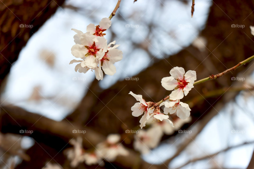 Almond flowers