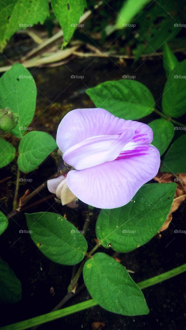 Nice purple flower-side of the road to Bittuang, Tana Toraja Indonesia...