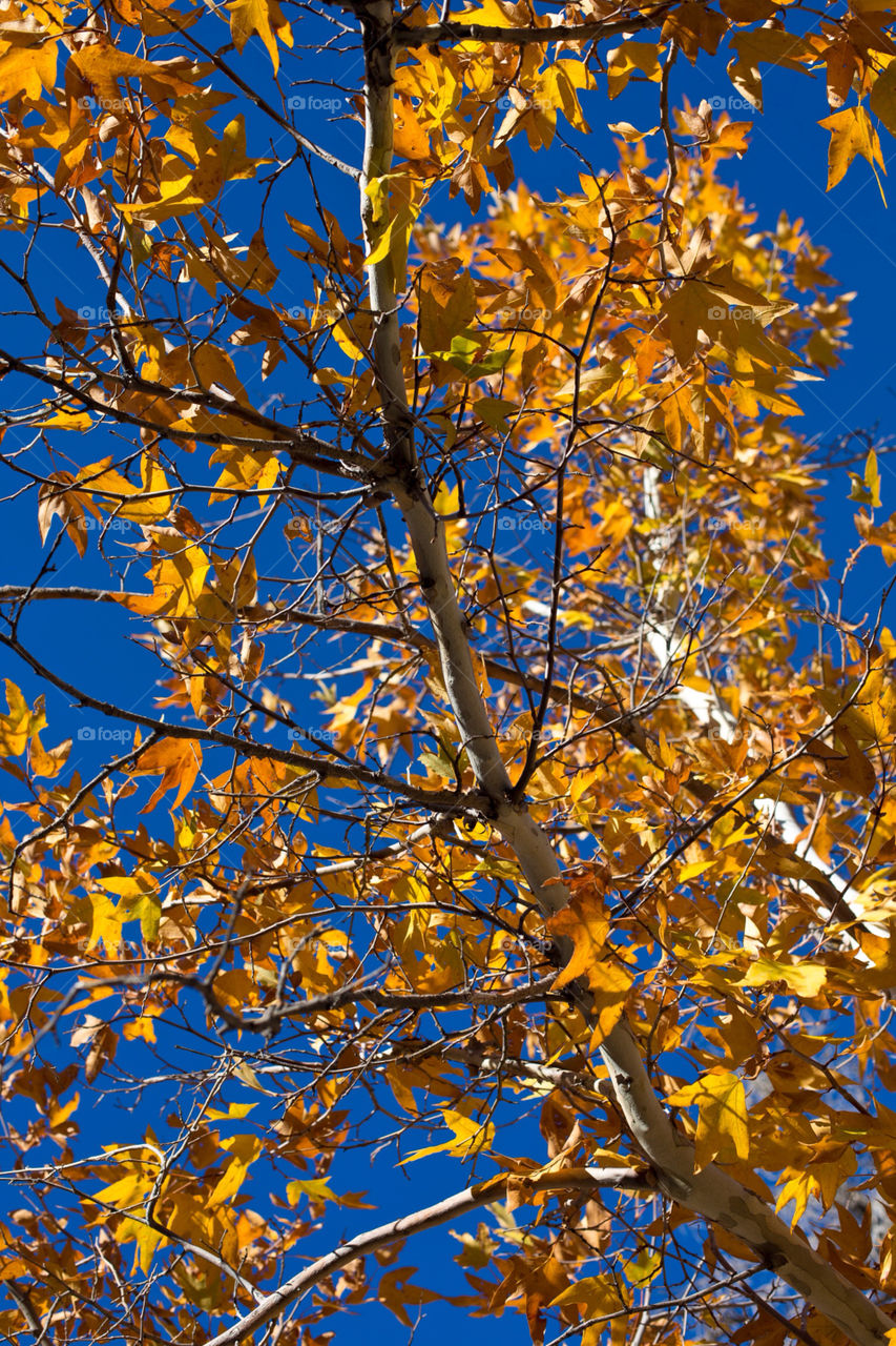 nature colors tree leaves by kingrum