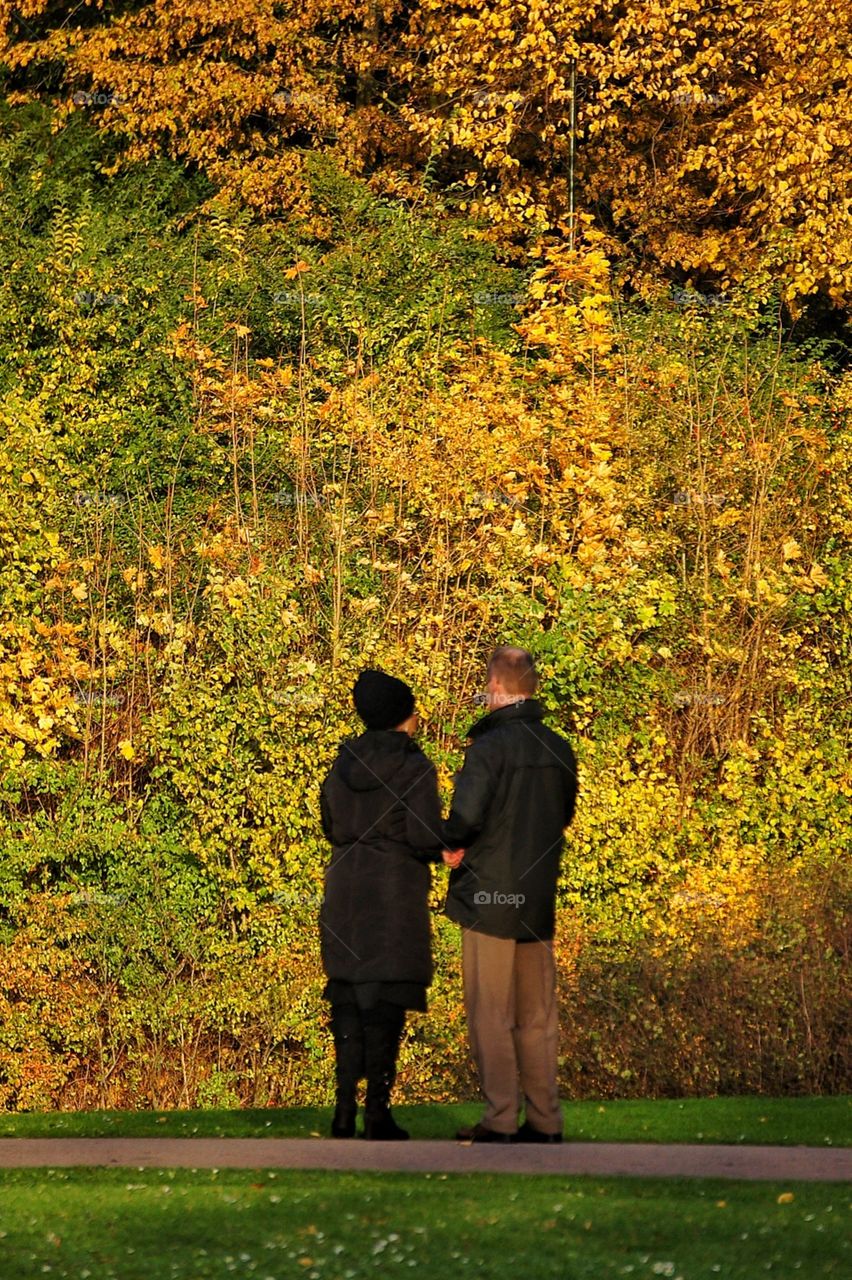 Fall, Leaf, Tree, Wood, Park