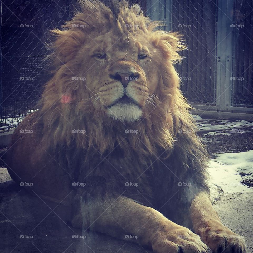 lion