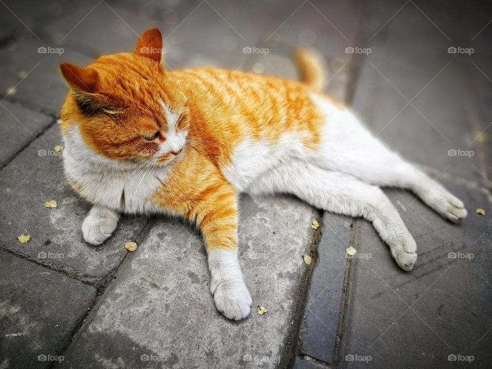 Cat lying down at outdoor