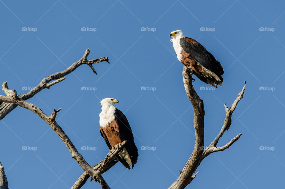 Two fish eagles sitting on branches of a tree with clear blue skies in the background. Image from Africa
