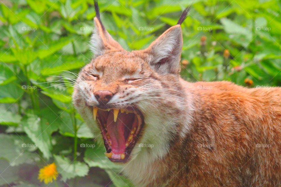 Cute yawning lynx.