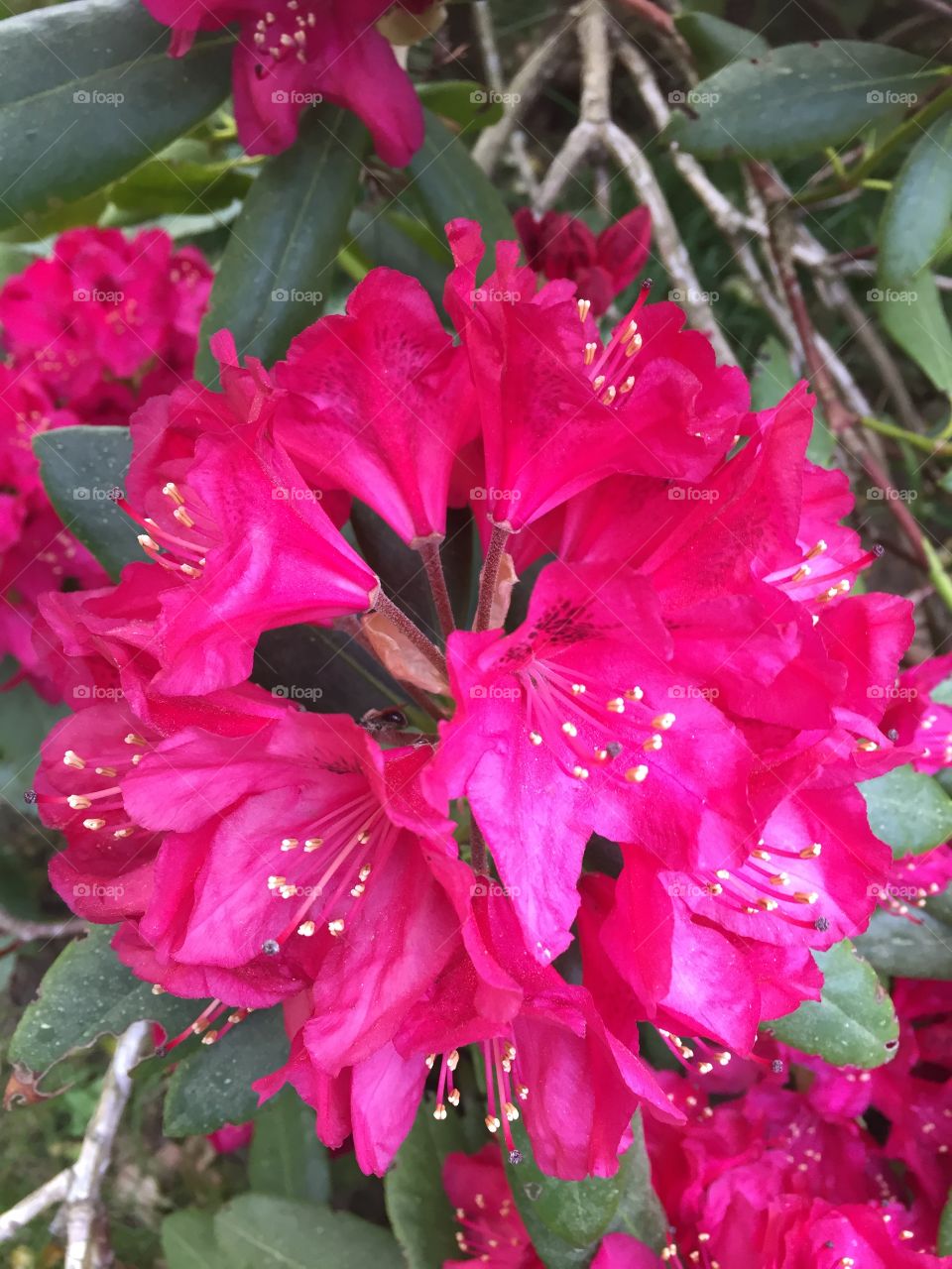 Rhododendron in my garden 