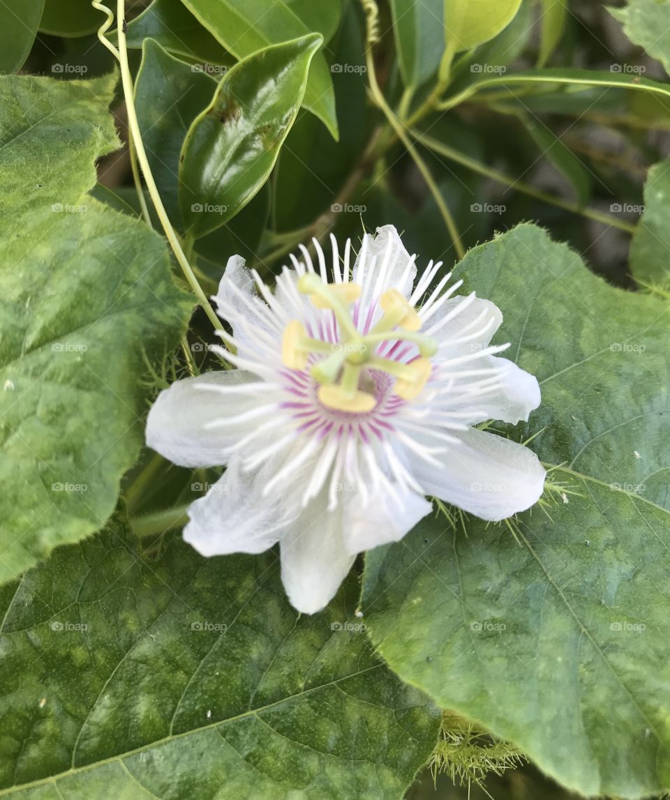 Passiflora foetida L. 