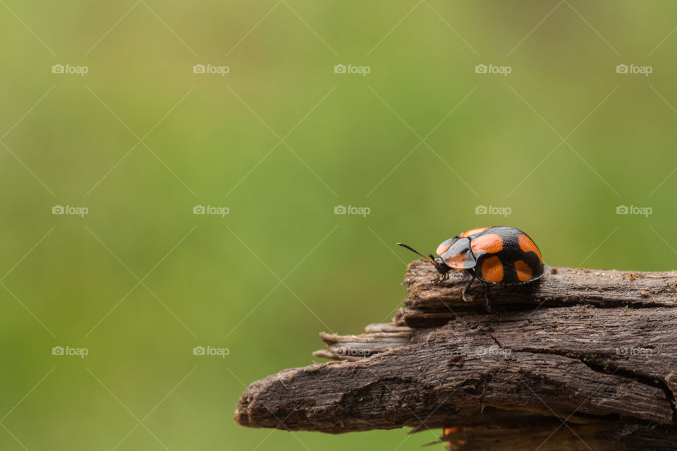 ladybug on the edge