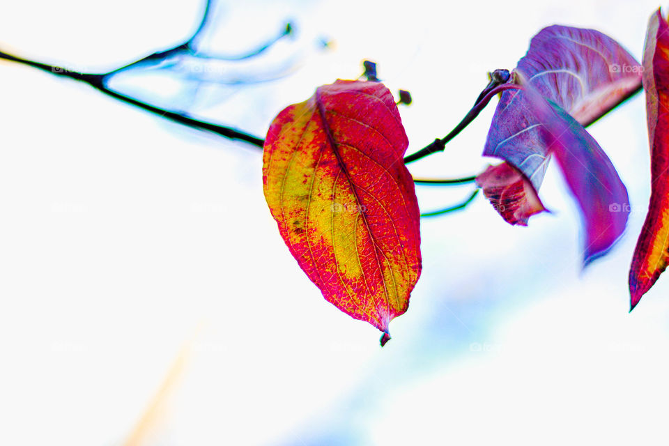 last of fall leaves of a tree