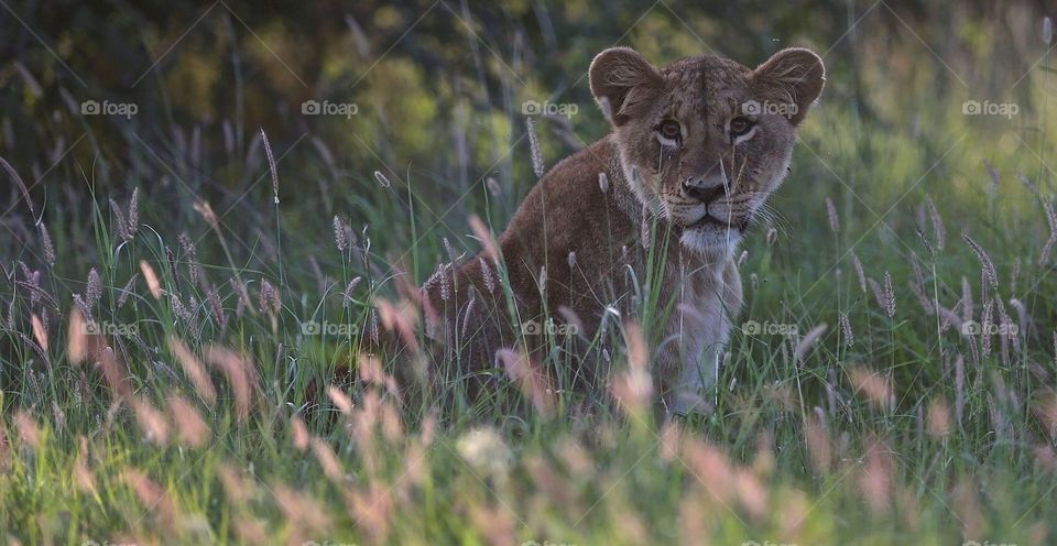 Lion cub