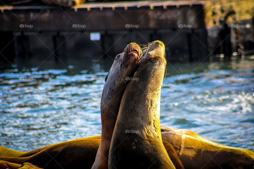 Sea Lions