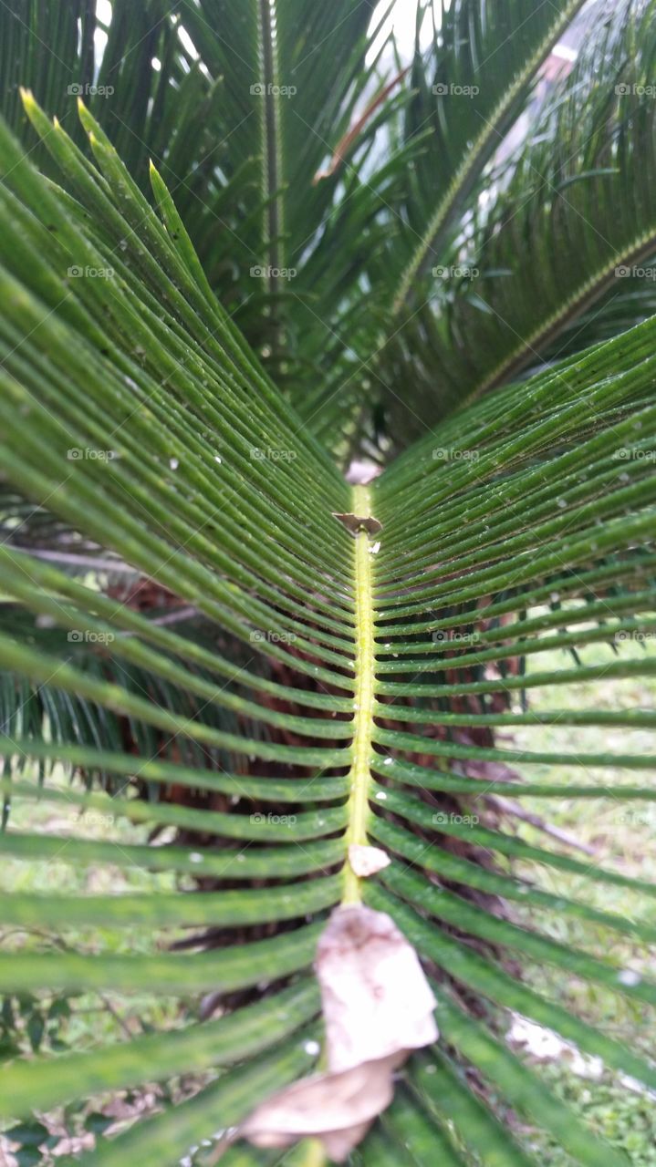 palm,leaf
