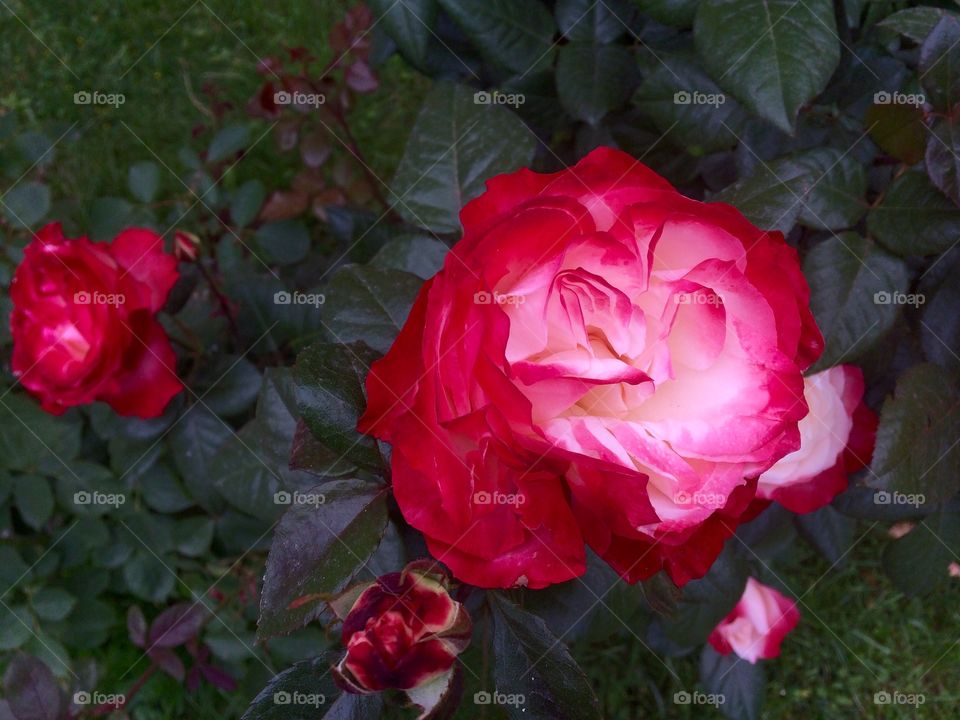 Diuble delight rose