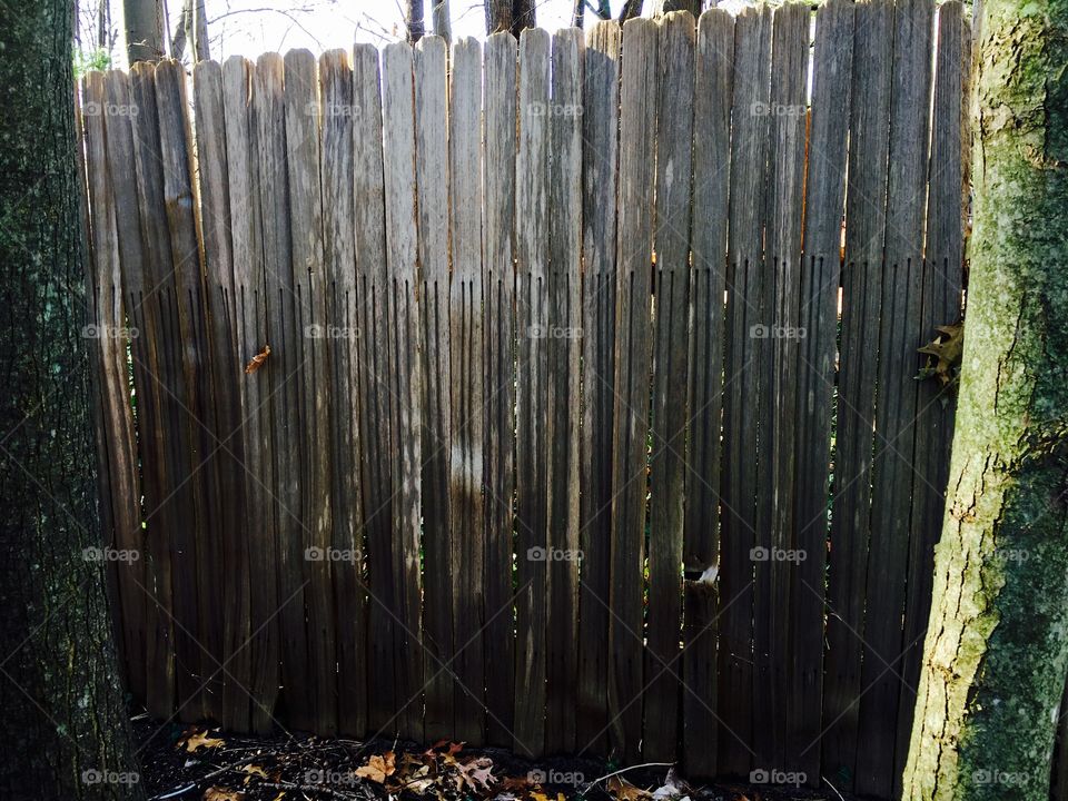 Fence section with trees