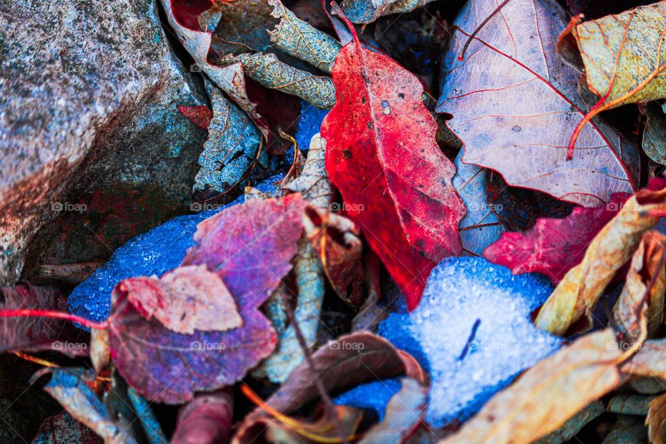 leafs in snow