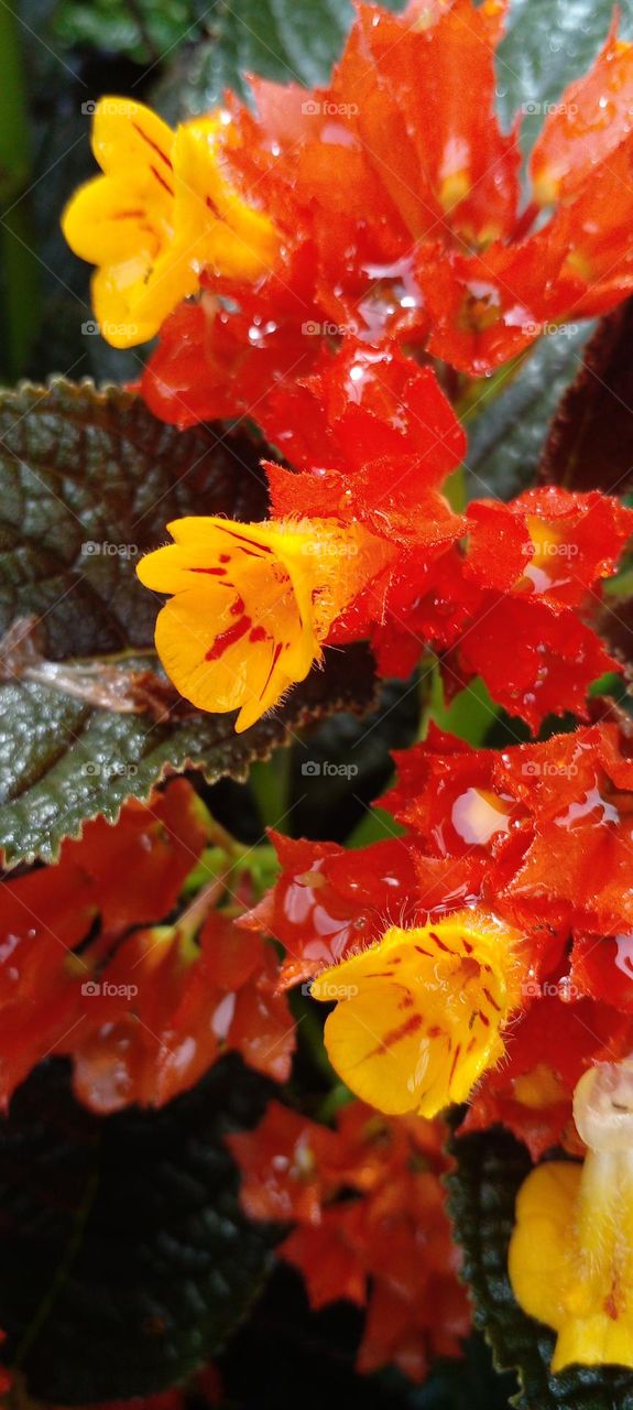 naturelove, beautiful flowers