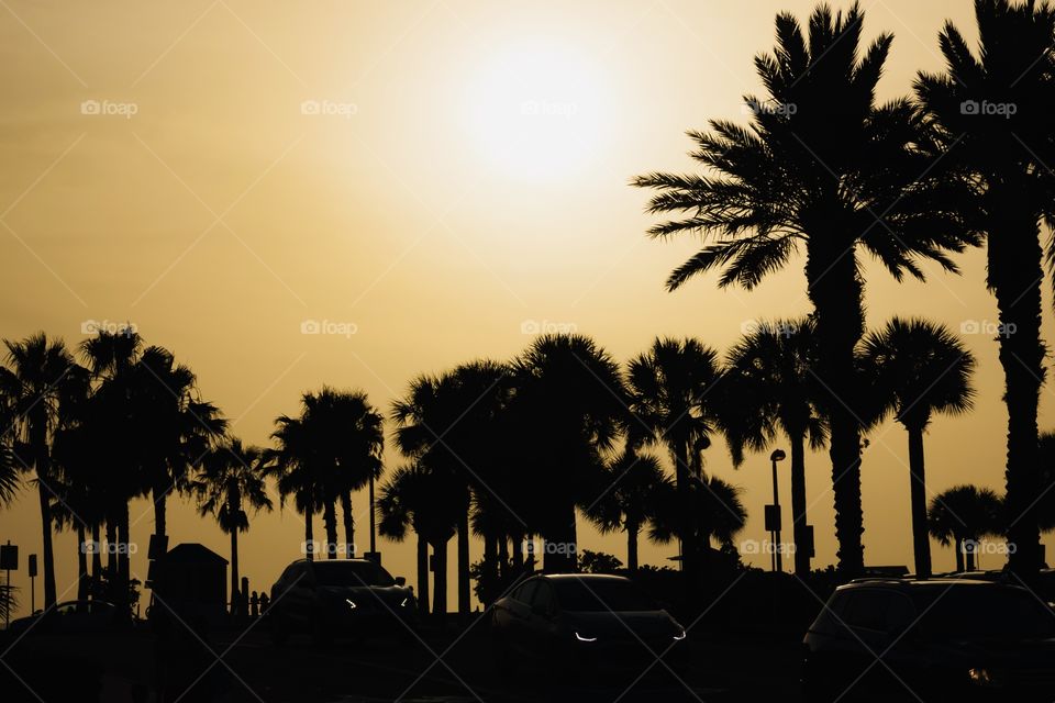 Silhouette of cars going on palm-lined road in bright sunlight 