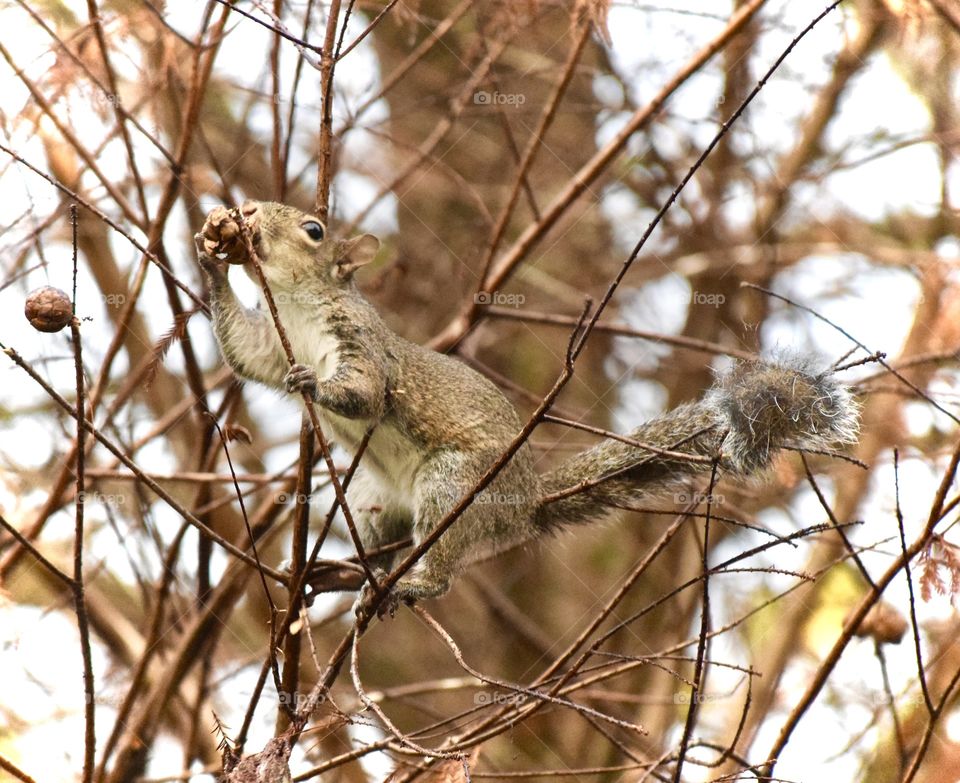 Close-up of a feeding squirrel