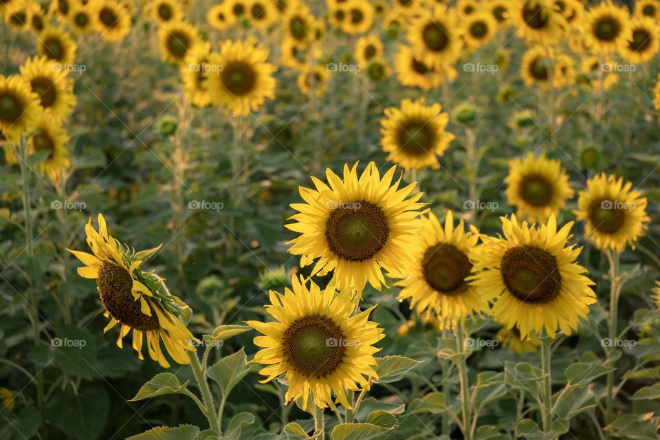 Beautiful sunflower field