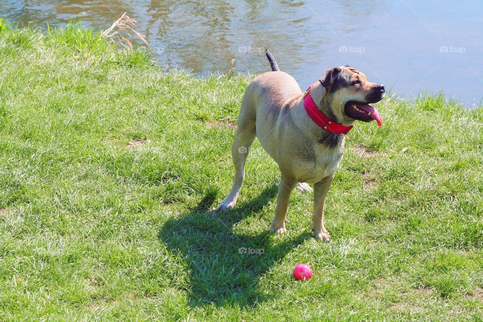 If you don't have any ideas for a great spring day, just throw your dog a ball!