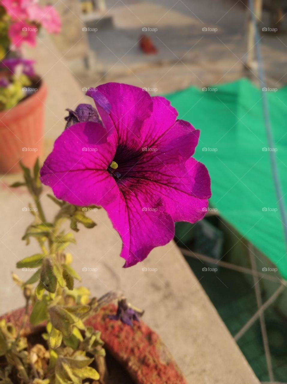 pitunia pinkish flower fresh seasonal looking very beautiful generally found everywhere fresh seasonal